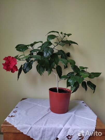 Продам цветы комнатные