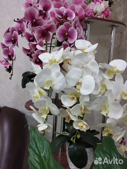 Орхидея дендробиум