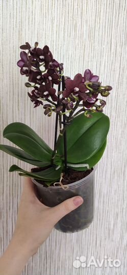 Орхидея Phal. Natsume’s Berry exclusive
