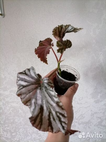 Комнатные цветы бегонии