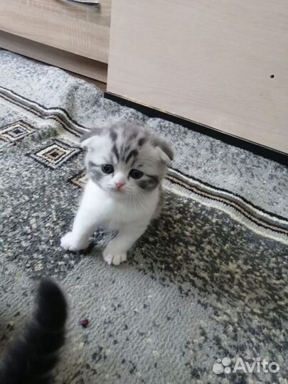 Котята шотландцы