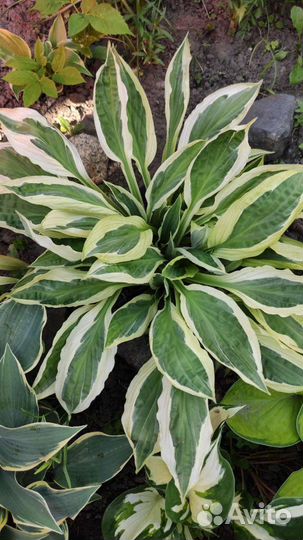 Хосты сортовые, редкие сорта хост. Гейхеры