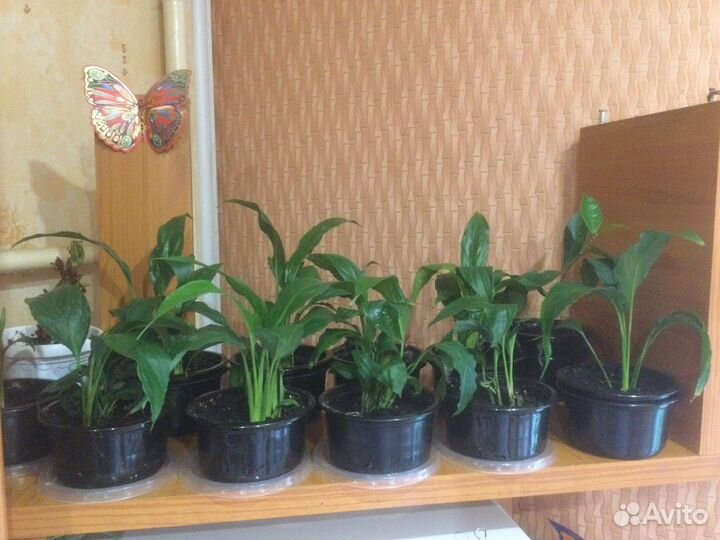 Спатифиллум детки