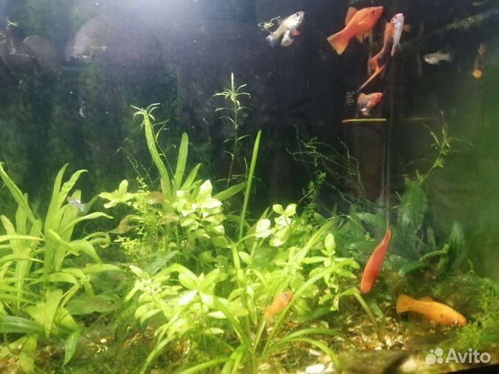 Аквариумные рыбки и растения
