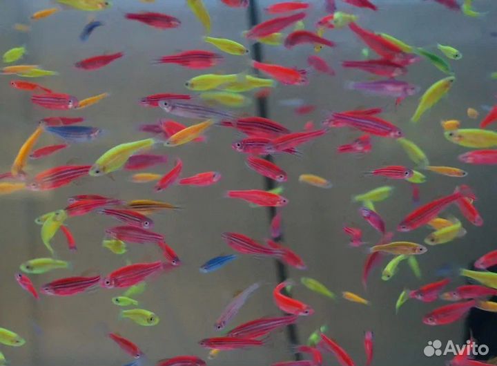 Данио глофиш