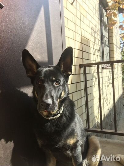 Вязка восточно-европейская овчарка