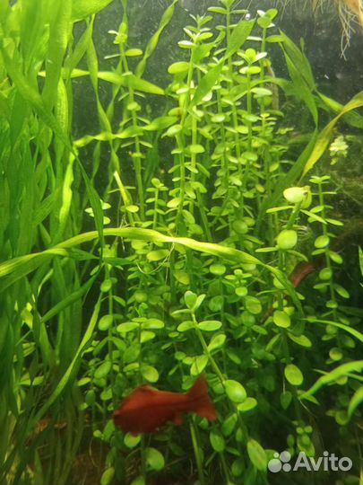 Балкона Монье (Монниери)