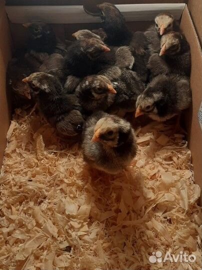 Цыплята Виандот серебро