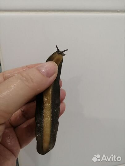 Улитки Архахатины Овум, Слизни Мадагаскарские