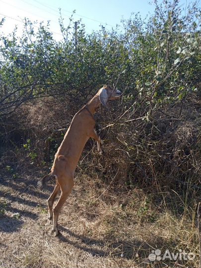 Продам стадо нубийских коз и козликов