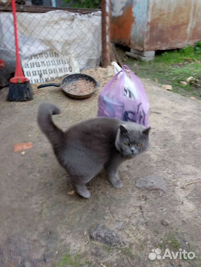 Чистокровная британка