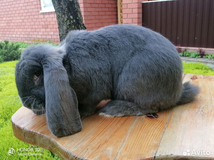 Кролик французский баран
