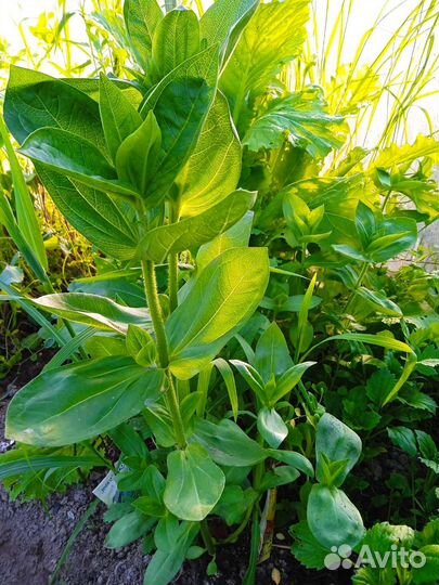 Рассада цветов