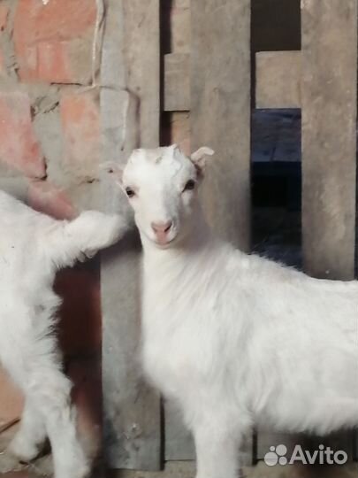 Козлики. Козочки