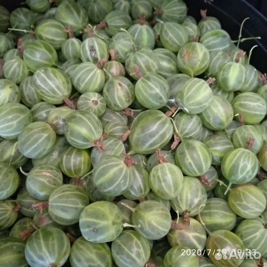 Кусты крыжовника,жёлтой малины, ежевики, абрикоса