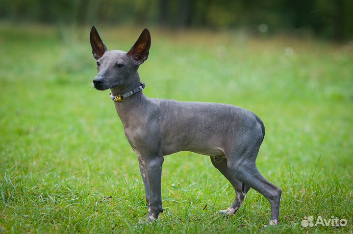 Средний малыш ксоло