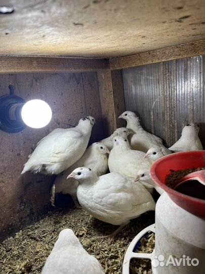 Семья Цесарок