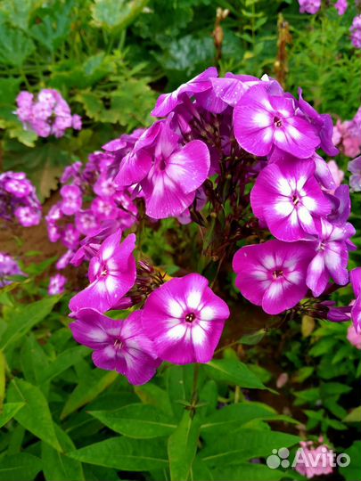 Флоксы сортовые