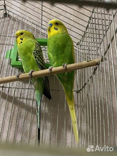 Волнистые попугаи