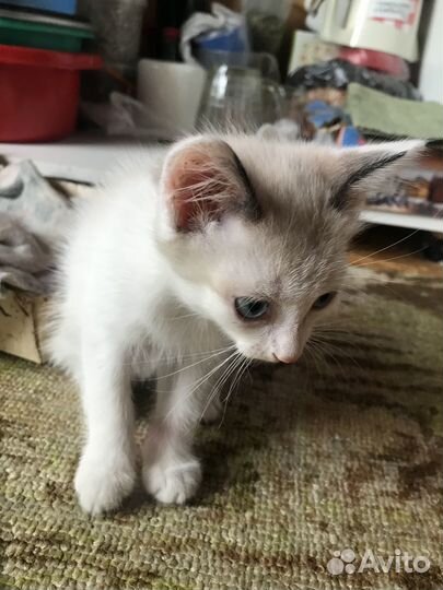 Котята в добрые руки бесплатно