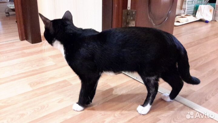 Котик Томас в добрые руки