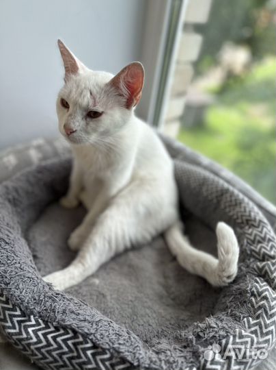 Кошка белая гладкошерстная