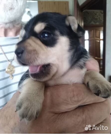 Той-терьер щенки