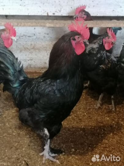 Петушки мараны, амерауканы