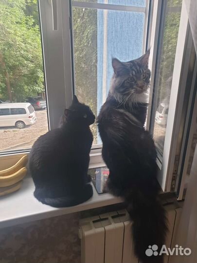 Мейн-кун вязка