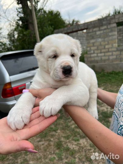 Щенки от лучших производителей