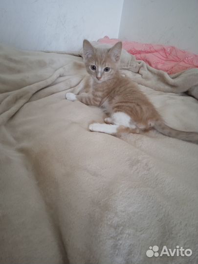 Котёнок 2 месяца парень