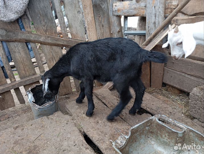 Козы и козлята