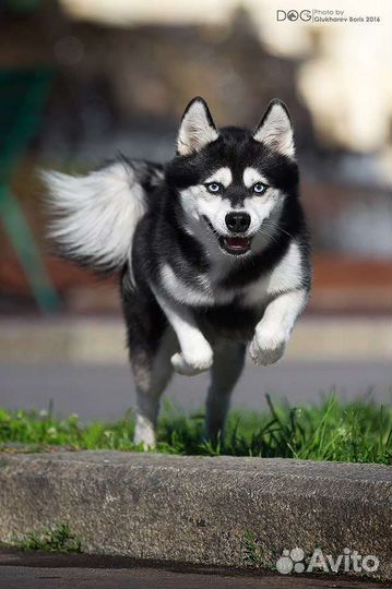 Аляскинский кли кай