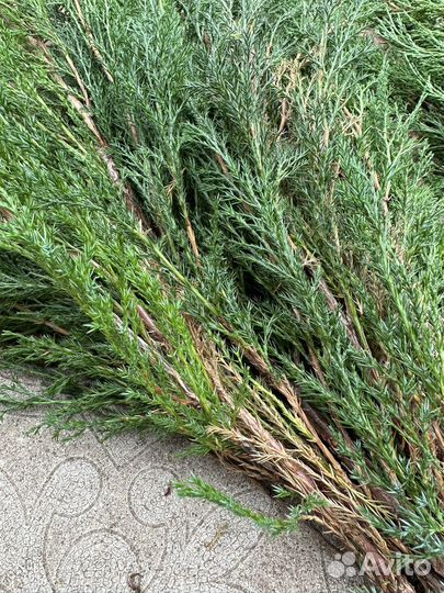 Веники из можжевельника