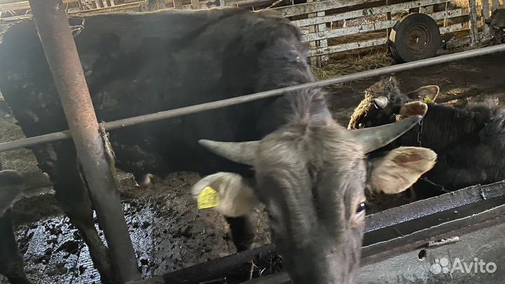 Коровы на мясо