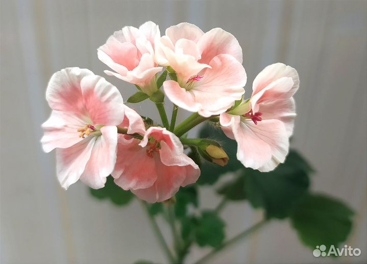 Пеларгонии