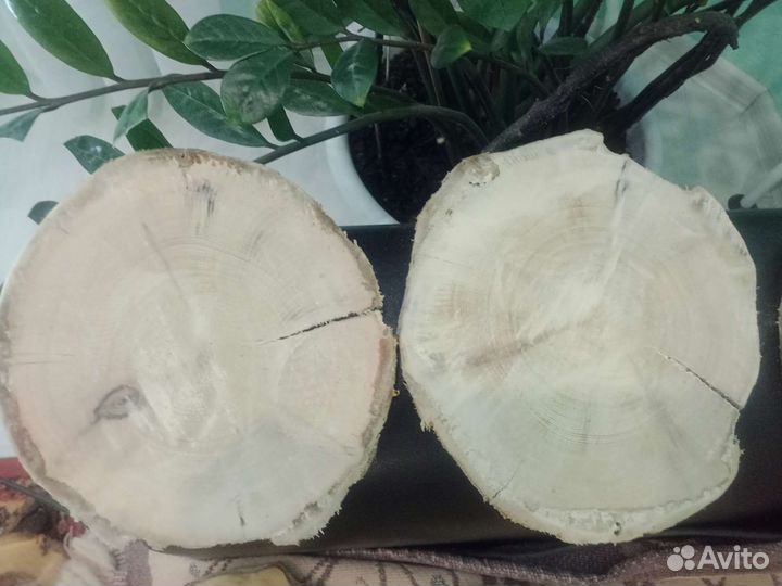 Торцевые спилы деревьев