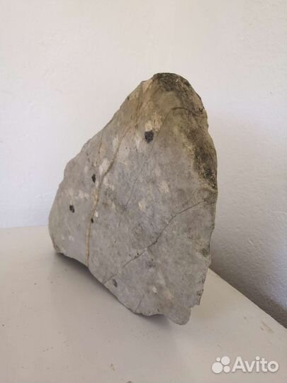 Окаменелость растения