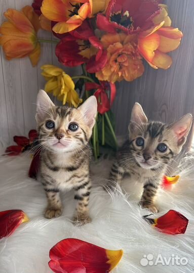 Бенгальские котята