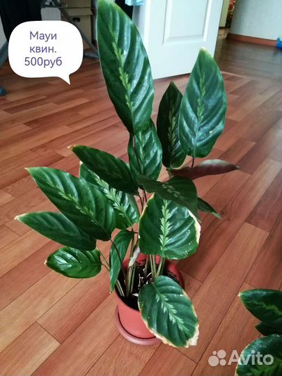 Калатея, маранта