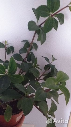 Комнатные цветы