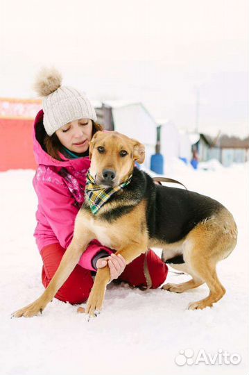 Собака подросток в добрые руки
