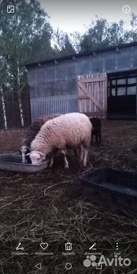Овцы бараны