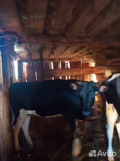 Телки нестельные