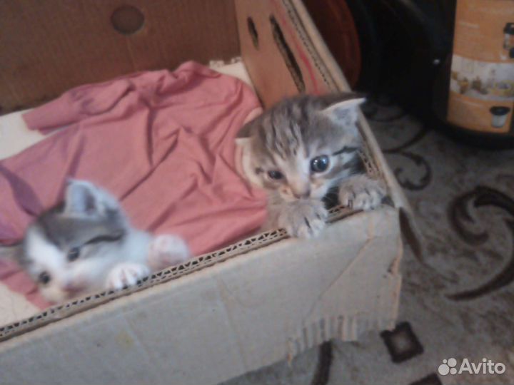 Котята в добрые руки 1 месяц