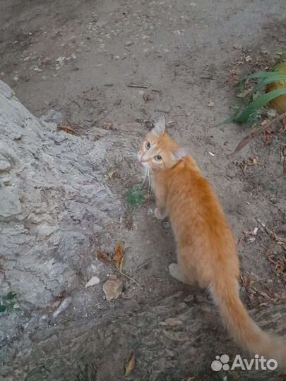 Кот рыжий в очень добрые ручки