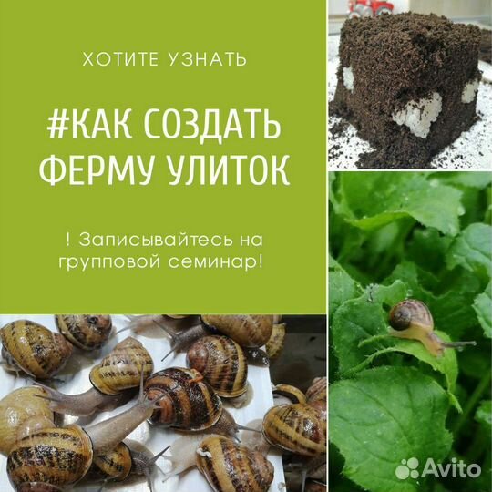 Обучение улиточному бизнесу. Ферма улиток