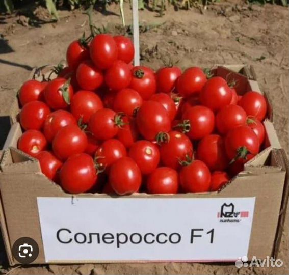 Рассада помидор