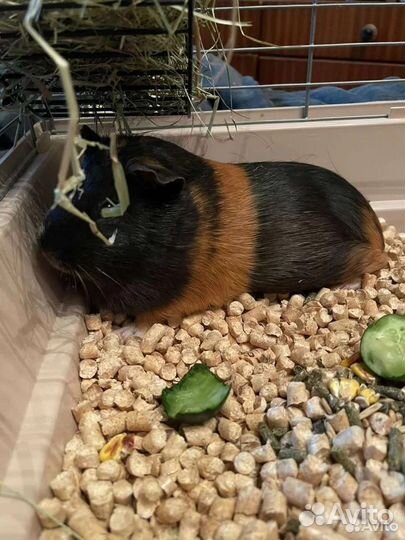 Морская свинка