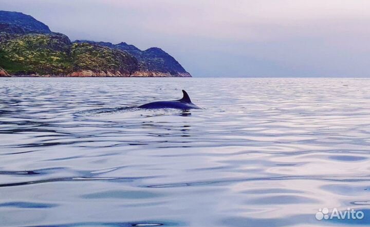 Тур в Териберку с выходом в море в поисках китов